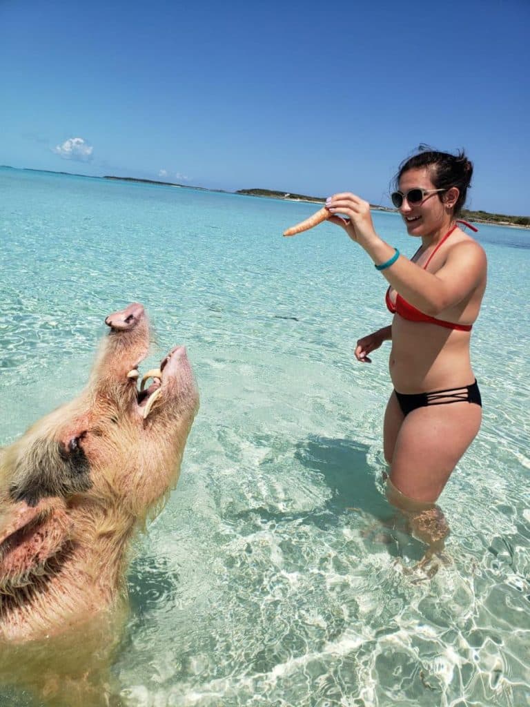 Swimming Pigs – 1
