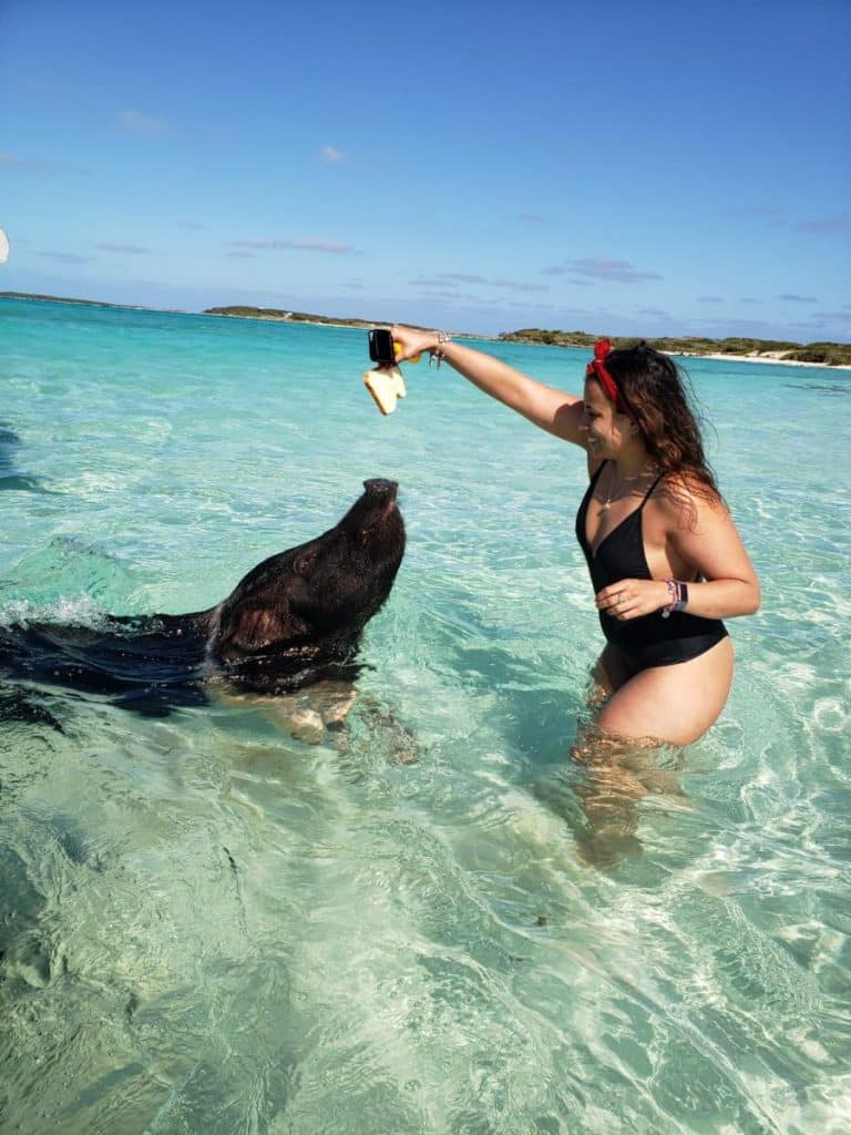 Swimming Pigs – 11