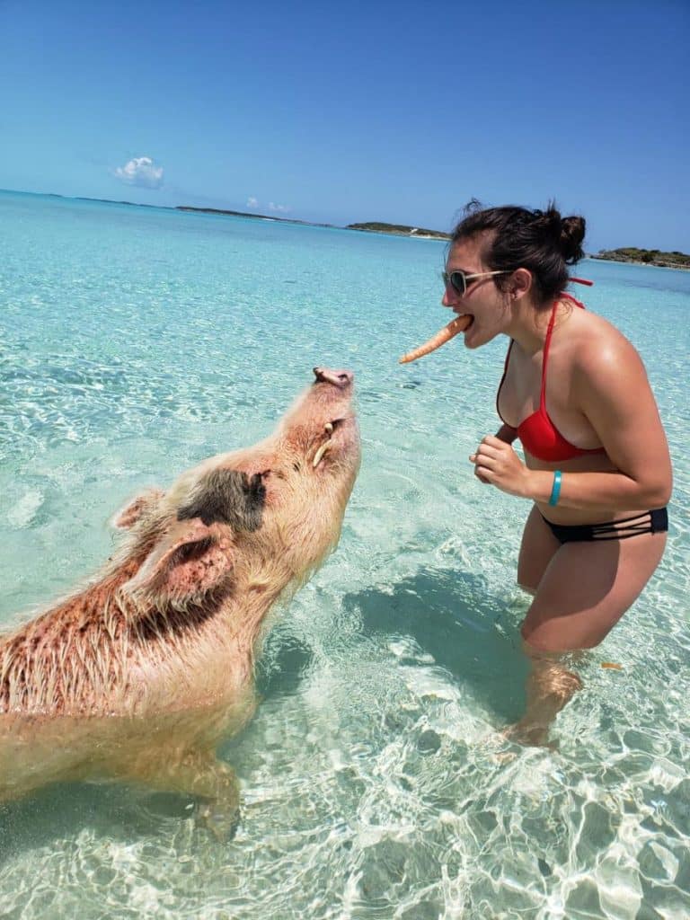 Swimming Pigs – 5